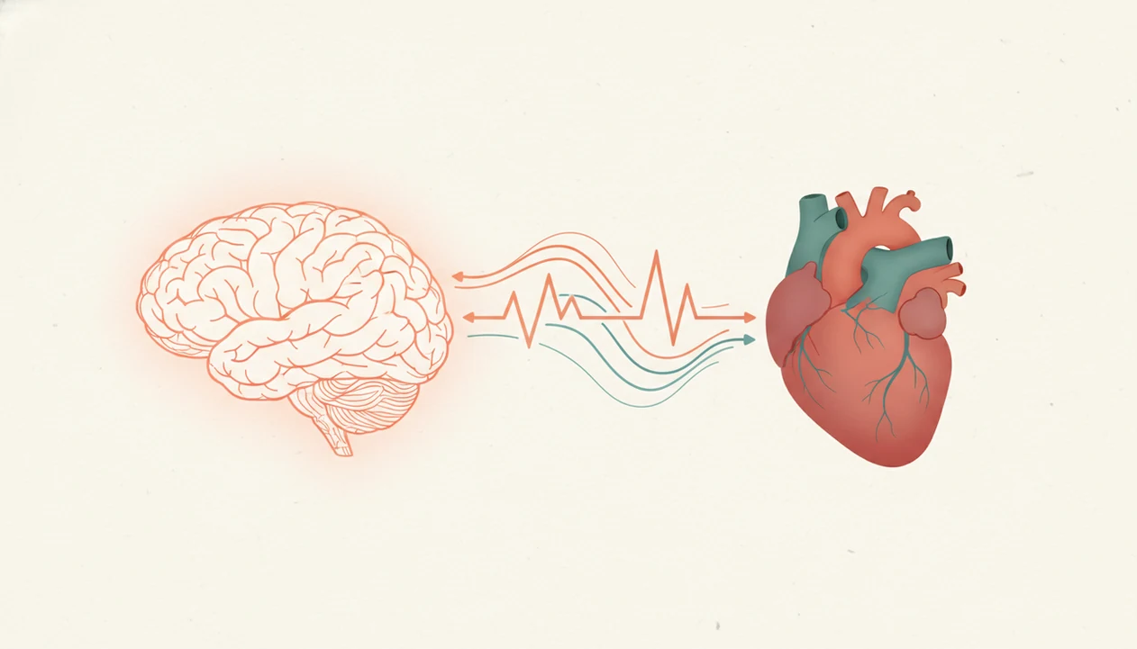 A calm illustration shows neural lines connecting a brain and heart to represent the stress response loop.