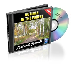 autumn in the forest nature sounds