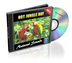 hot jungle day sounds