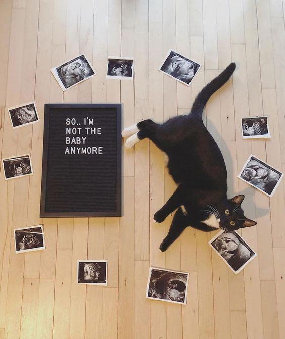 cat baby announcement