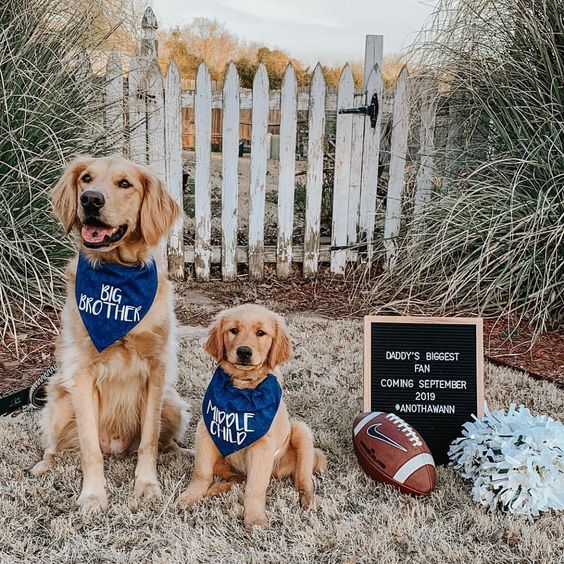 dogs pregnancy announcement