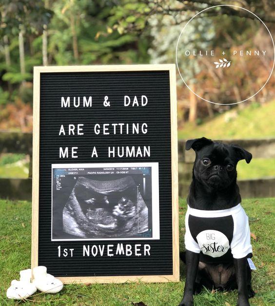 dog baby announcement