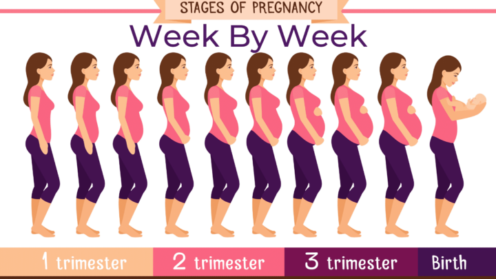Pregnancy Week By Week | MindTastik