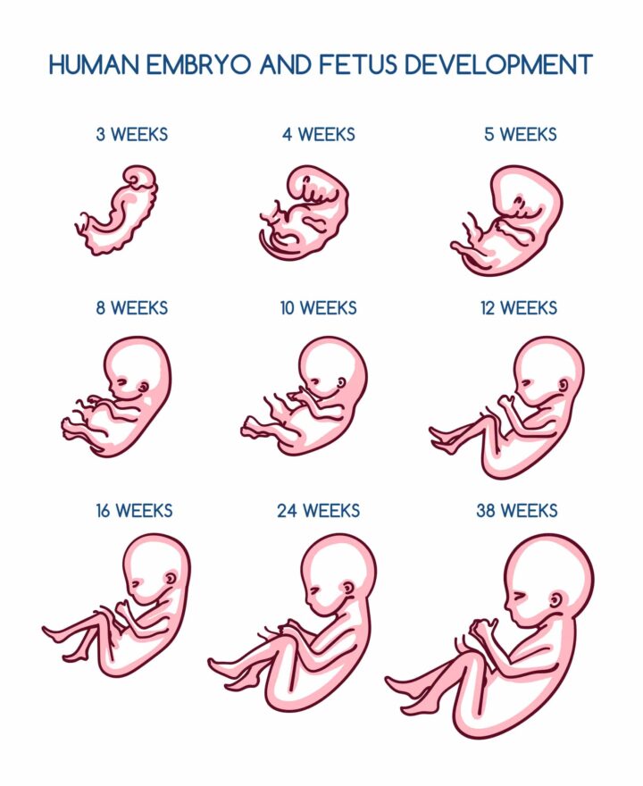 Image result for Pregnancy fitness routine for flexibility - Pregnancy Fitness Routine For Flexibility