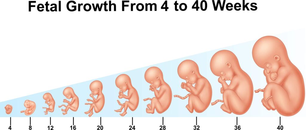 fetal growth third trimester