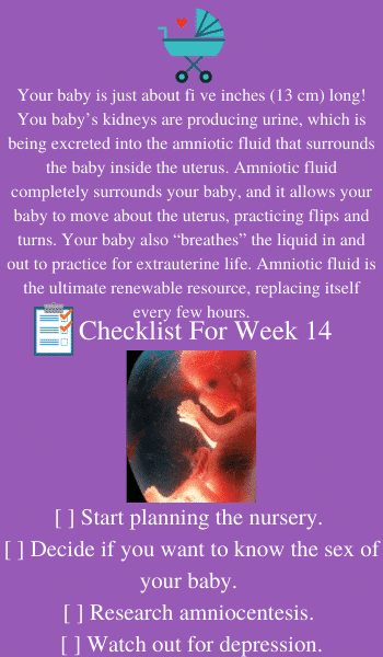 baby pregnancy 14 weeks