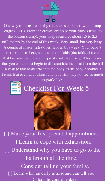 embryo at 5 weeks