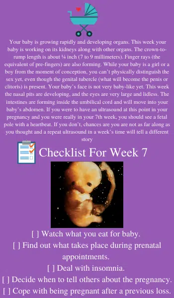 7 weeks into pregnancy