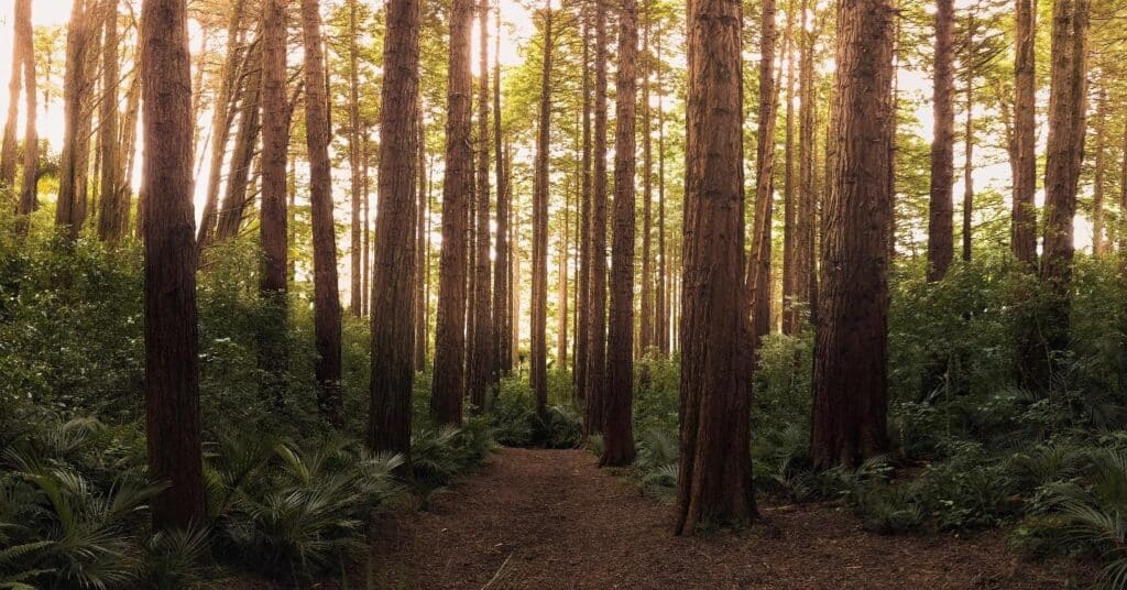 forrest walking relaxation