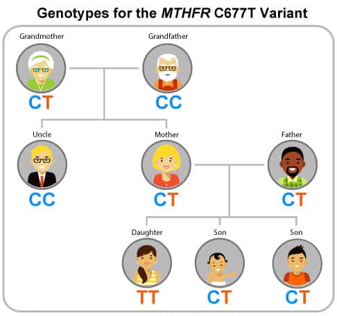 MTHFR Gene