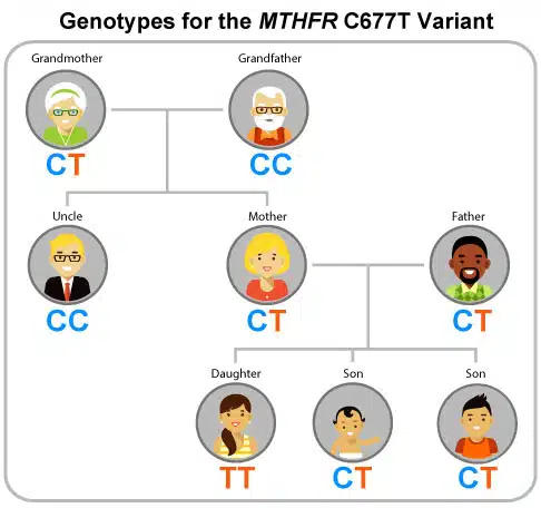 The Connection between MTHFR Gene Mutation and Mental Health