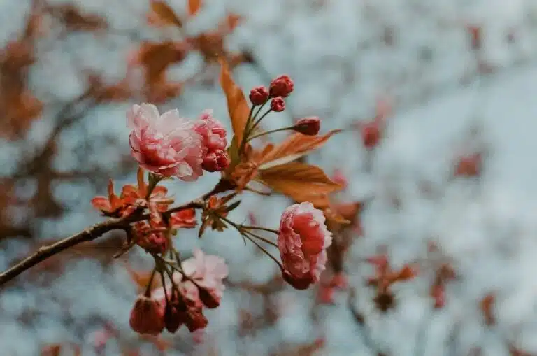 Springtime Joy: Nurturing a Positive Mindset